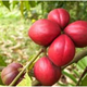 Illustration for article titled Cara mengatasi ambeien dengan buah mahkota dewaem/em